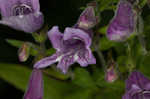 Small's beardtongue